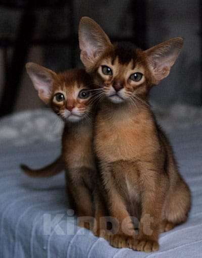 Кошки в Ростове-на-Дону: Американские абиссинские. Девочка, 50 000 руб. - фото 4