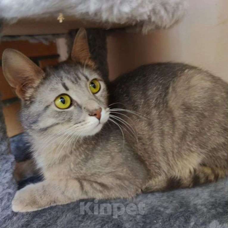 Кошки в Москве: Барселону не замечают, неужели улица? Девочка, Бесплатно - фото 3