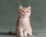 Кошки в Брянске: Британская золотая шиншилла котенок Мальчик, 10 000 руб. - фото 4