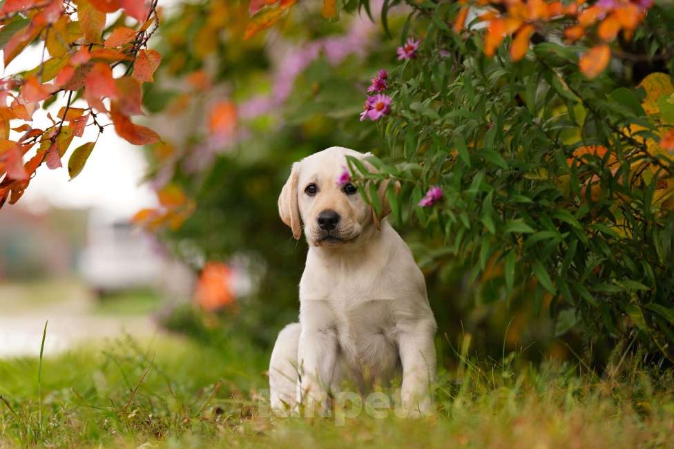 Собаки в Воронеже: Палевая красавица  Девочка, Бесплатно - фото 2