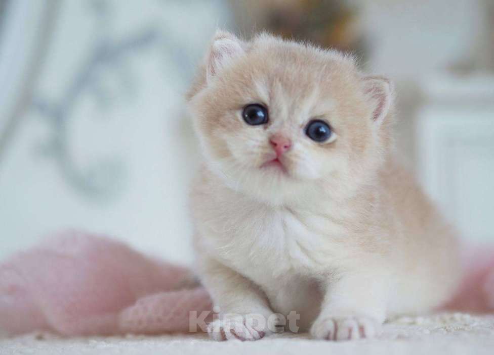 Кошки в Москве: Британский мальчик Финист Мальчик, 150 000 руб. - фото 2