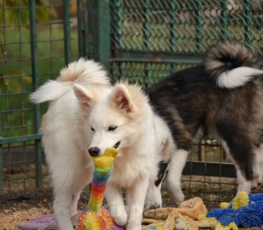 Собаки в Москве: Ненецкая оленегонная лайка, кобель Амур. Мальчик, 60 000 руб. - фото 4