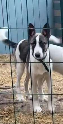 Собаки в Москве: Бэтмен в поиске дома Мальчик, Бесплатно - фото 4