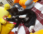 Кошки в Фрязино: Котенок Бегемот ищет дом. Мальчик, Бесплатно - фото 9