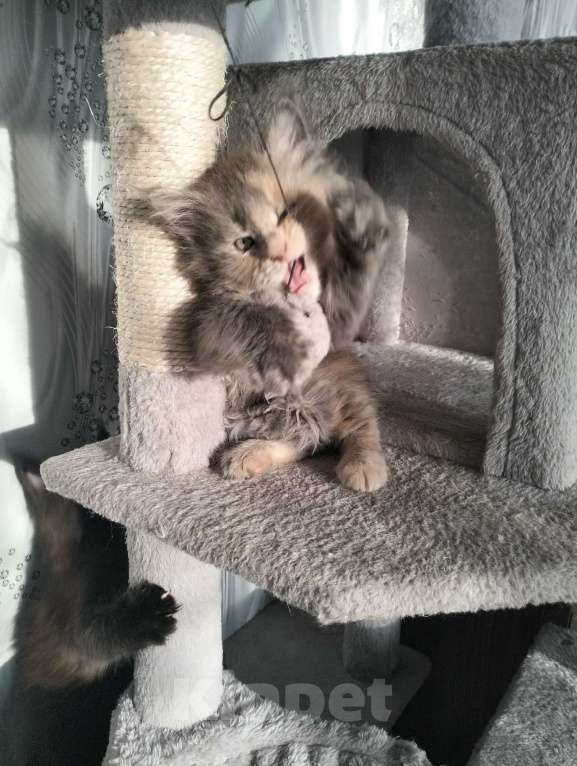 Кошки в других городах Красноярского края: Мейн-кун котята из питомника Девочка, 25 000 руб. - фото 5