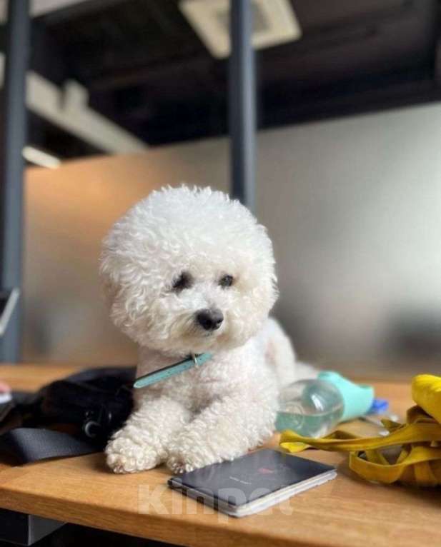 Собаки в Москве: Щенок Бишон фризе Мальчик, 50 000 руб. - фото 8