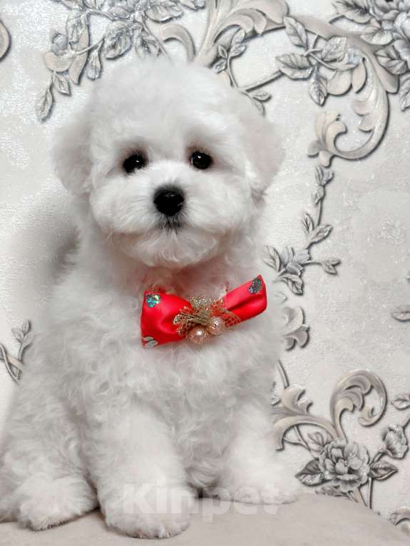 Собаки в Москве: Бишон Фризе чистокровные щенки РКФ Москва Девочка, 120 000 руб. - фото 1