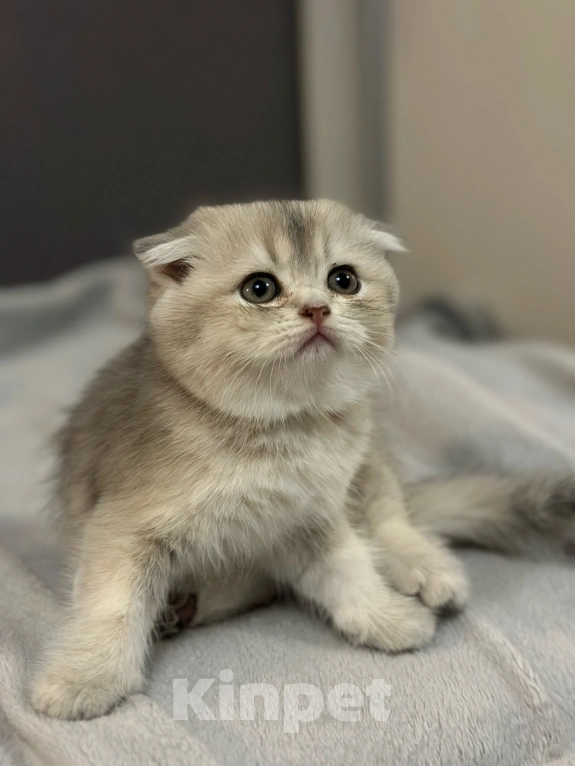 Кошки в Саратове: Шотландская голубая золотая шиншила Девочка, 15 000 руб. - фото 4