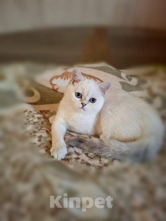 Кошки в Санкт-Петербурге: Британская шиншилла. Мальчик, 25 000 руб. - фото 2