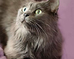 Кошки в Москве: Роскошный Мартин, котик породы нибелунг в добрые руки Мальчик, 10 руб. - фото 6
