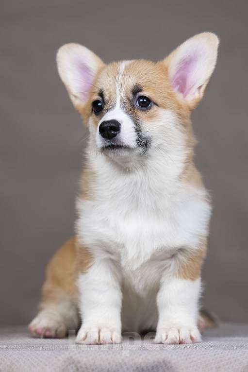 Собаки в Перми: Щенки вельш корги пемброк девочки Девочка, 38 000 руб. - фото 1