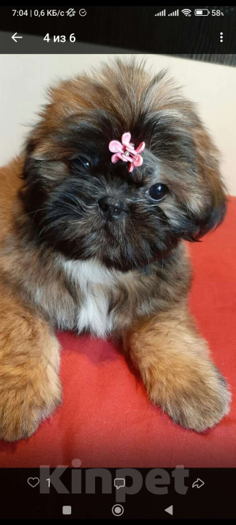 Собаки в Санкт-Петербурге: Девочка ши-тцу золото в черной маске Девочка, 40 000 руб. - фото 1