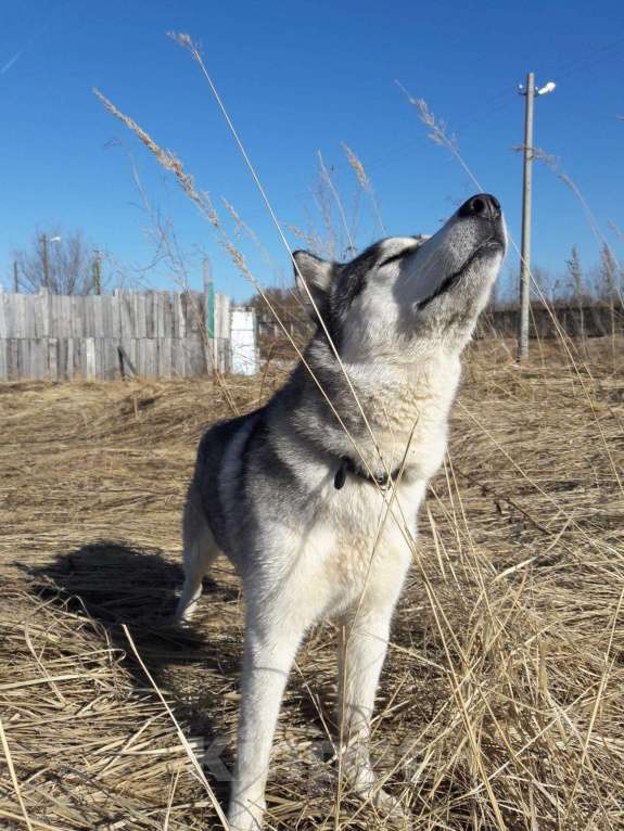 Собаки в Костроме: Кобель для вязки Мальчик, 2 000 руб. - фото 1