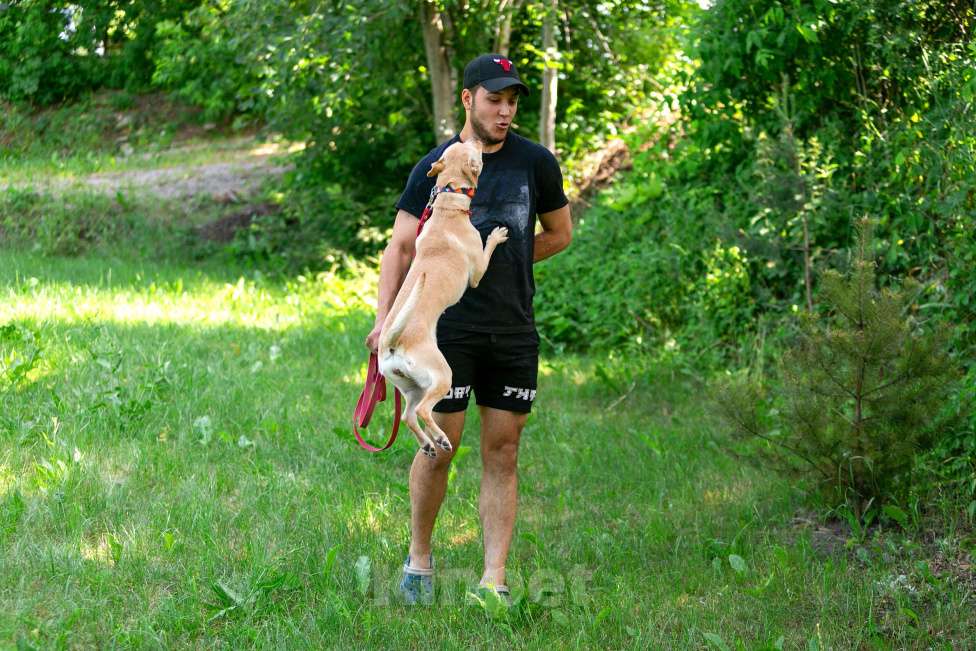 Собаки в Балашихе: Лада собака мечта, отличное поведение дома и на улице. Девочка, Бесплатно - фото 8