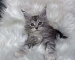Кошки в Кудрово: Котенок мейн-кун Мальчик, 80 000 руб. - фото 7