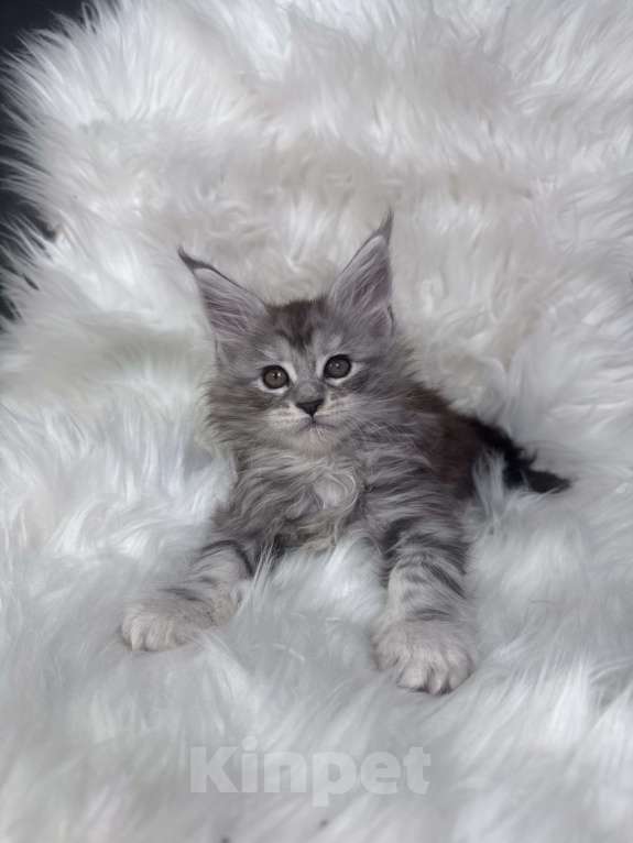 Кошки в Кудрово: Котенок мейн-кун Мальчик, 80 000 руб. - фото 7