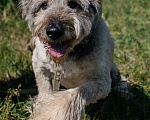 Собаки в Химках: Игривый пес Мальчик, Бесплатно - фото 4