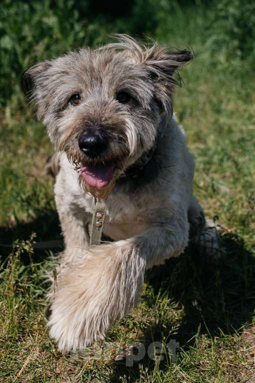 Собаки в Химках: Игривый пес Мальчик, Бесплатно - фото 4