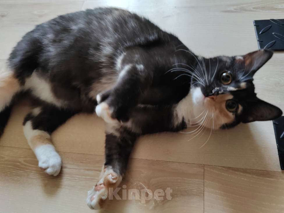 Кошки в Курске: Девочка метис британской  Девочка, Бесплатно - фото 1