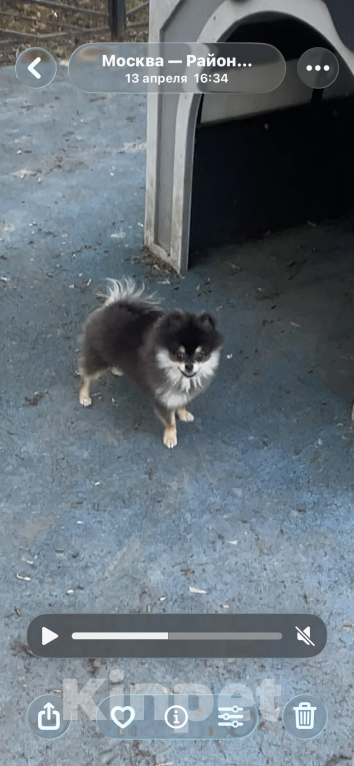 Собаки в Москве: Потерялась собака Шпиц 7 месяцев мальчик Мальчик, 15 000 руб. - фото 4