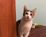 Кошки в Мытищах: Очень ласковый кот Веня ищет дом Мальчик, Бесплатно - фото 3
