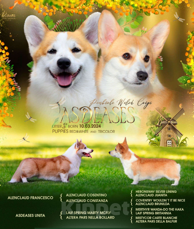 Собаки в Самаре: Великолепный щенок корги окрас триколор  Мальчик, 80 000 руб. - фото 5