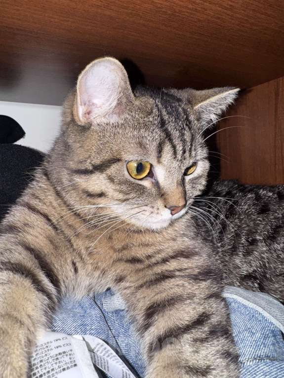 Кошки в Челябинске: Отдам кота в добрые руки  Мальчик, Бесплатно - фото 3