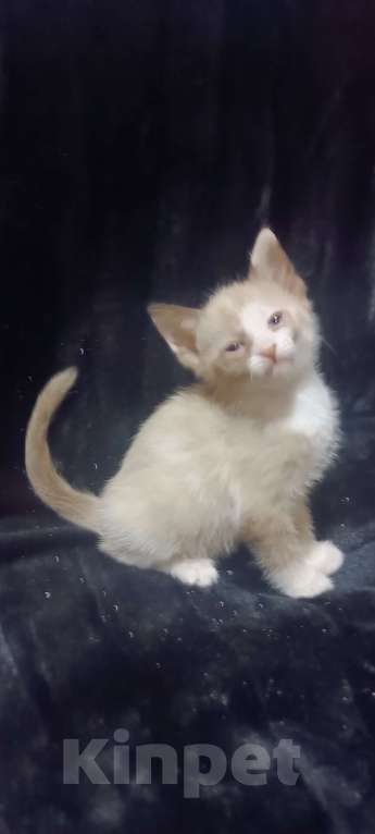 Кошки в Донецке: Сфинкс браш девочка Девочка, 7 000 руб. - фото 1