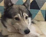 Собаки в Санкт-Петербурге: Западносибирская лайка, взрослая собака - Бесплатно  Мальчик, Бесплатно - фото 3