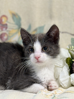 Котенок Жак
