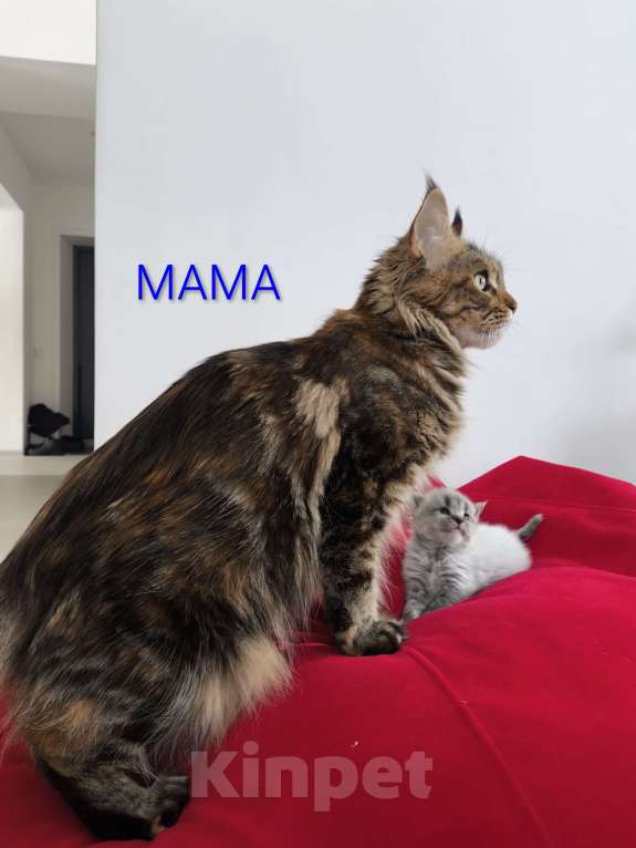 Кошки в Новосибирске: Котенок мейн-кун Разнополые, 15 000 руб. - фото 9