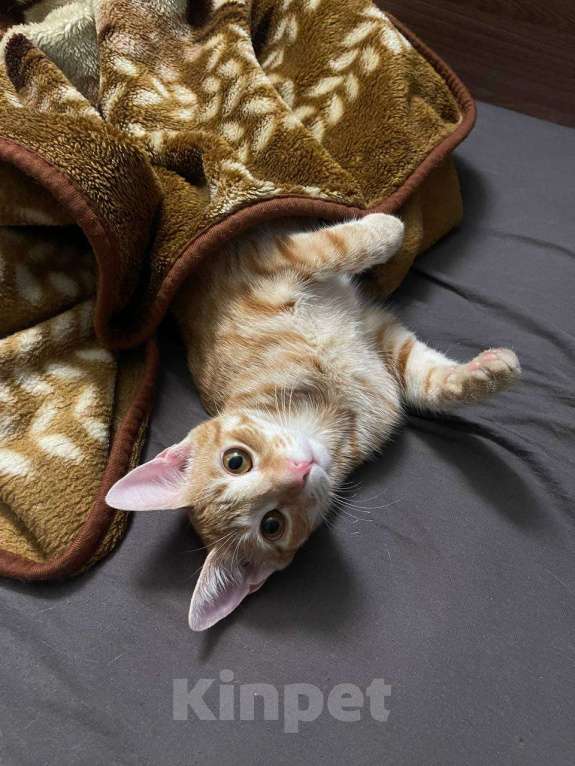 Кошки в Санкт-Петербурге: Потерялся котенок Мальчик, 5 000 руб. - фото 3