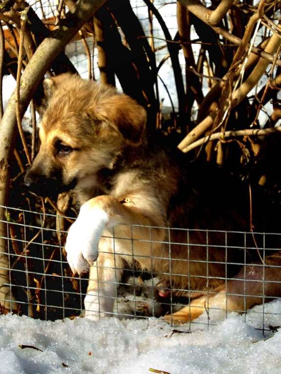 Собаки в Владимире: Щенки в добрые руки Девочка, Бесплатно - фото 1