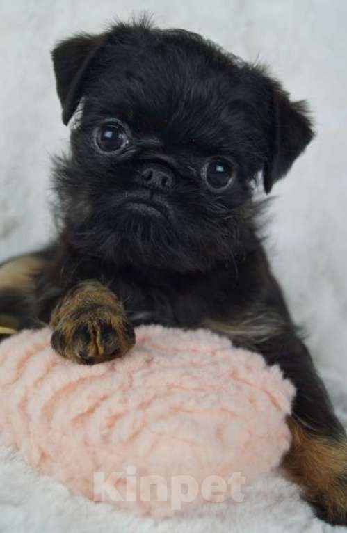 Собаки в Москве: Мальчик Ролли Мальчик, 85 000 руб. - фото 2