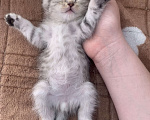 Кошки в Казани: Котята Разнополые, Бесплатно - фото 1