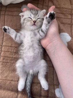 Котята