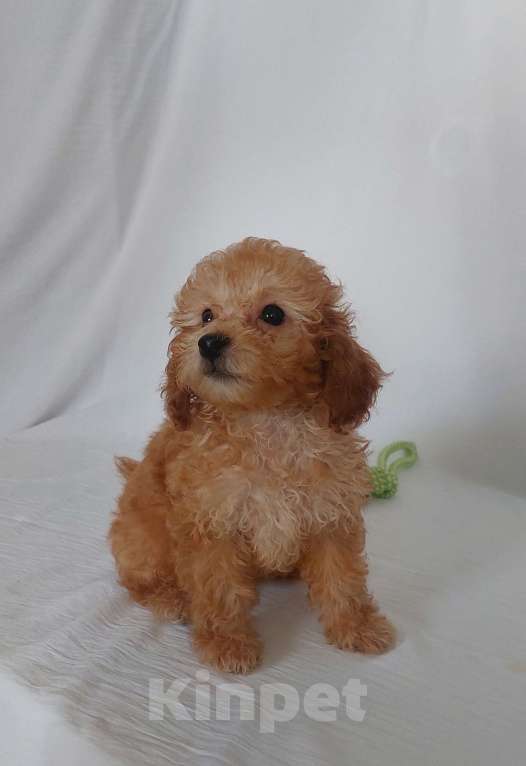 Собаки в Ростове-на-Дону: Той-пудель ( миниатьрный до 3кг) девочка и мальчик мраморный абрикос продам Мальчик, 100 000 руб. - фото 2