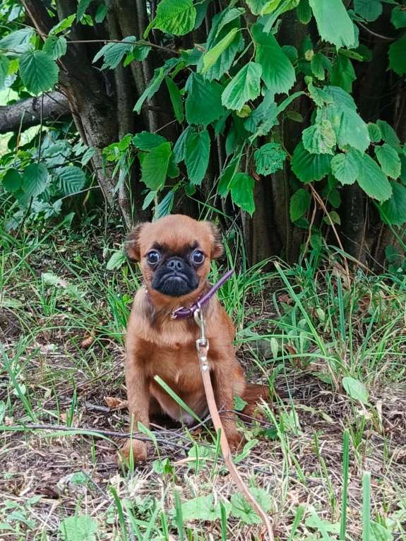 Собаки в Москве: Малый брабансон 5 мес. мальчик Мальчик, 50 000 руб. - фото 3