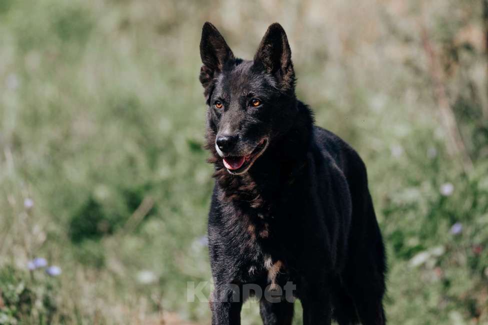Собаки в Москве: Мисти Девочка, Бесплатно - фото 2