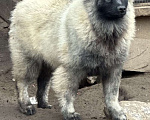Собаки в Москве: Тайга Из Воронцовского Дворца  Девочка, 80 000 руб. - фото 3