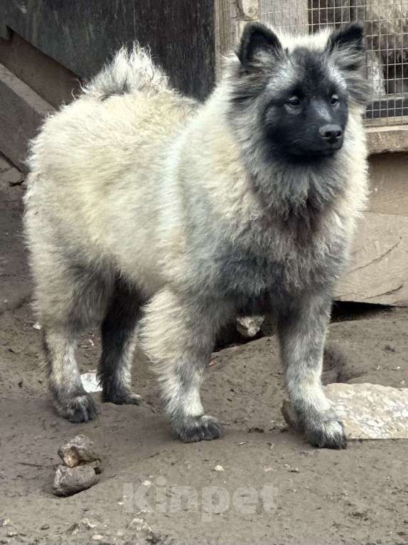 Собаки в Москве: Тайга Из Воронцовского Дворца  Девочка, 80 000 руб. - фото 3