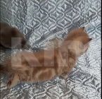 Кошки в других городах Воронежской области: Котята короткие лапки Девочка, 95 900 руб. - фото 4