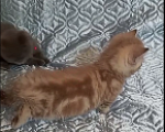 Кошки в других городах Воронежской области: Котята короткие лапки Девочка, 95 900 руб. - фото 4