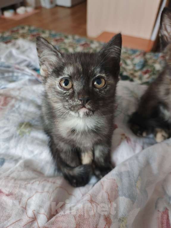 Кошки в Перми: Отдам котят в добрые руки Девочка, Бесплатно - фото 1