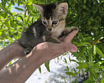 Кошки в Геленджике: Котёнок Чаузи Девочка, 30 000 руб. - фото 5