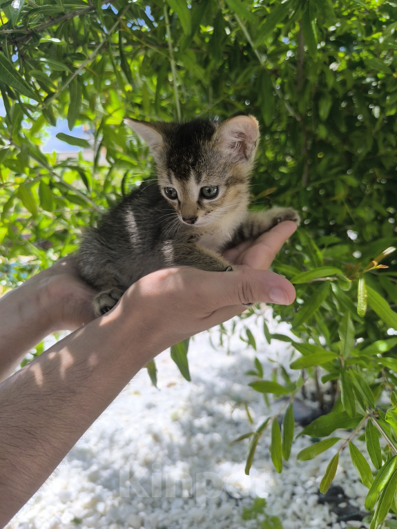 Кошки в Геленджике: Котёнок Чаузи Девочка, 30 000 руб. - фото 5