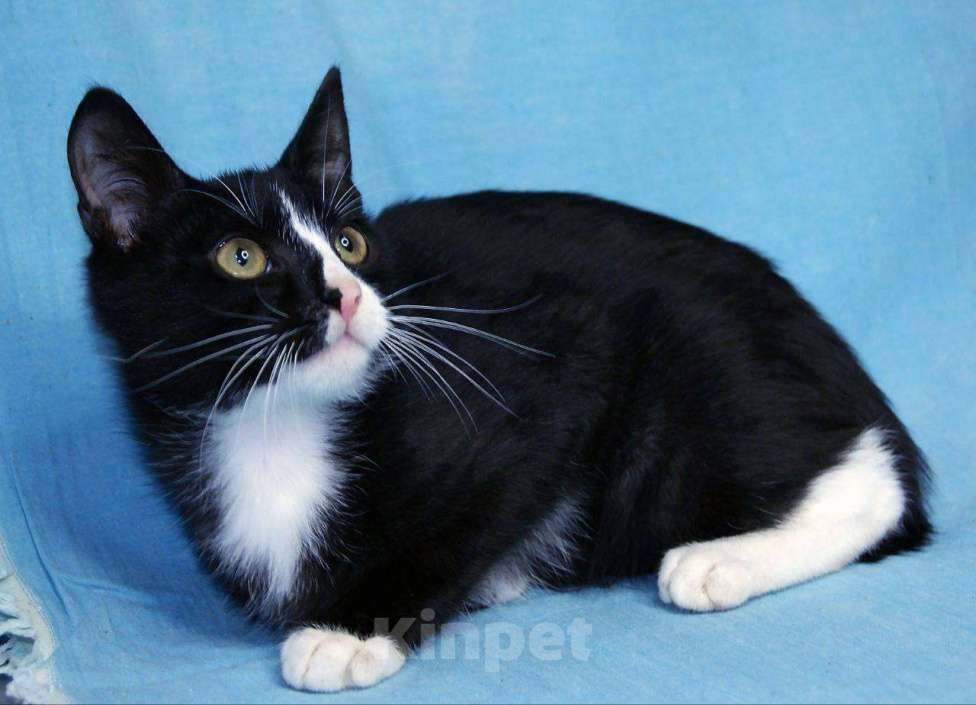 Кошки в Москве: Любопытненький Тоша ждем маму и папу Мальчик, Бесплатно - фото 5