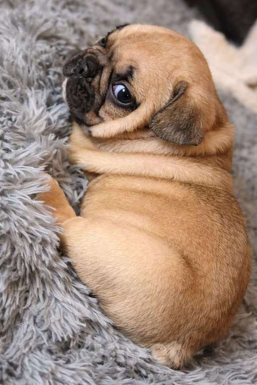 Собаки в Краснодаре: Французский бульдог, щенок Мальчик, 35 000 руб. - фото 2