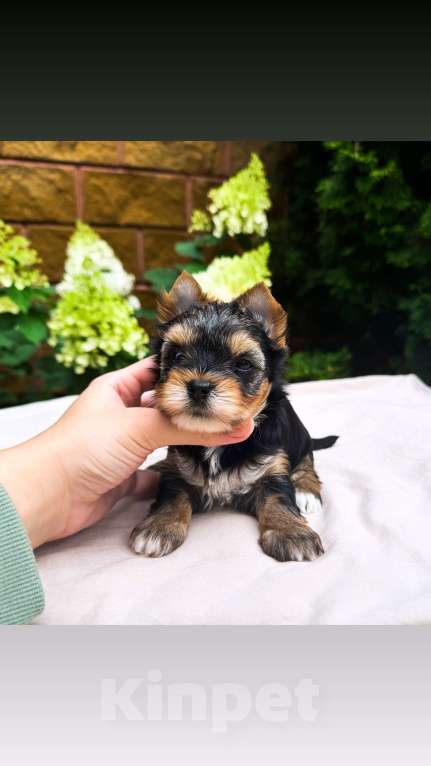 Собаки в Москве: Девочка мелкий стандарт  Девочка, 65 000 руб. - фото 2