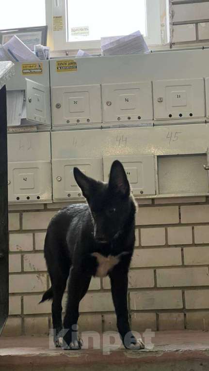 Собаки в Саратове: Отдам в добрые руки Мальчик, 10 руб. - фото 2